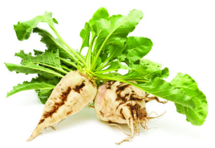 isolated photo of harvested and cleaned sugar beets